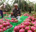 Rau quả xuất khẩu tăng kỷ lục