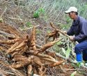 Xuất khẩu sắn sang thị trường Nhật Bản tăng đột biến so với cùng kỳ